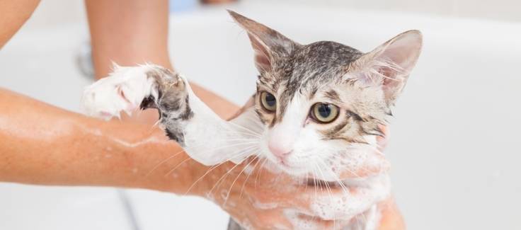 Why do cats not like bathing?
