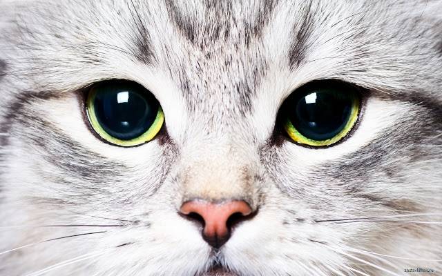 Most Common Cat Diseases. How to avoid?