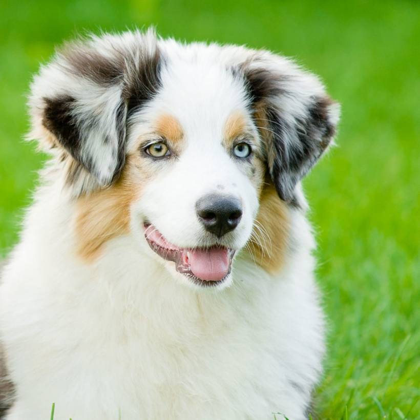 Australian Shepherd