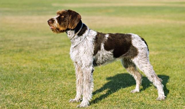 The Ultimate Guide to the German Wirehaired Pointer Breed