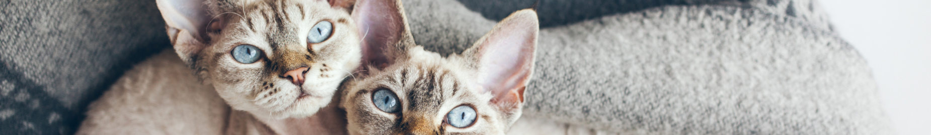 Most popular breed of cats in Europe