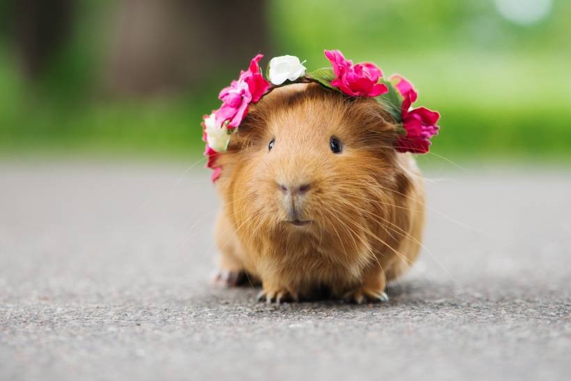 Guinea pigs