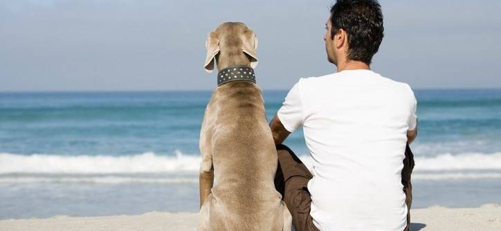 A guide dog, psychological help for a man