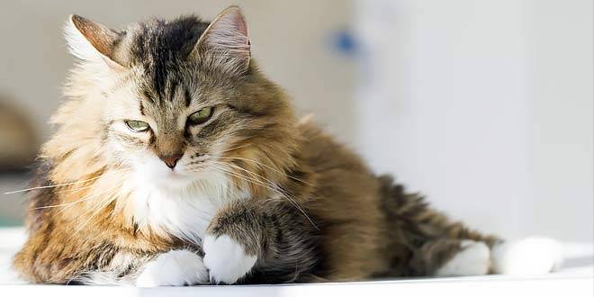 Cat's brain: behavioral characteristics of domestic cats
