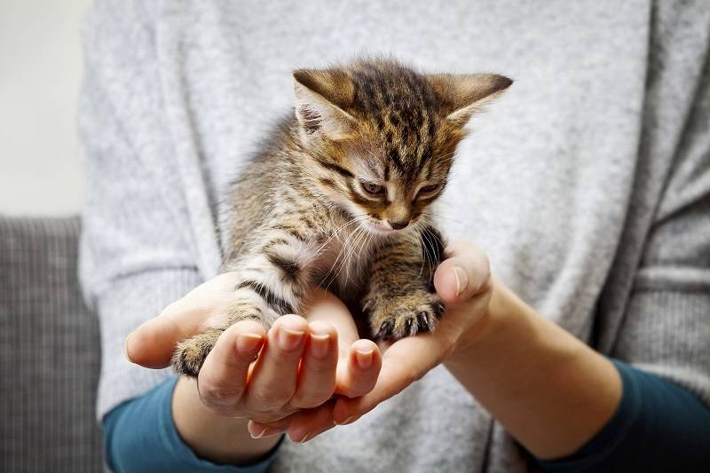 Kitten’s care and preventive measures
