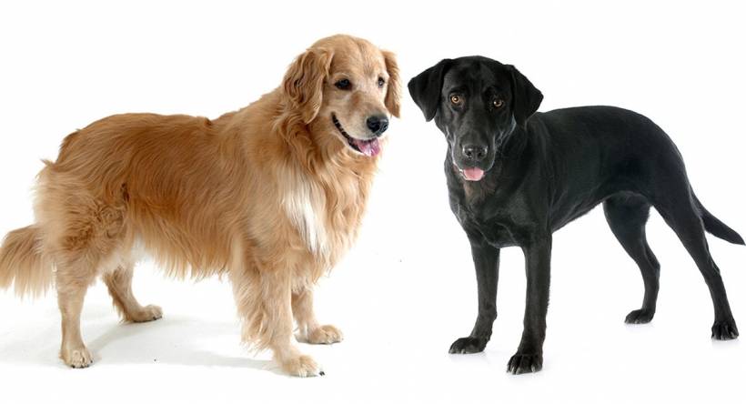 Top 5 most popular dog breeds