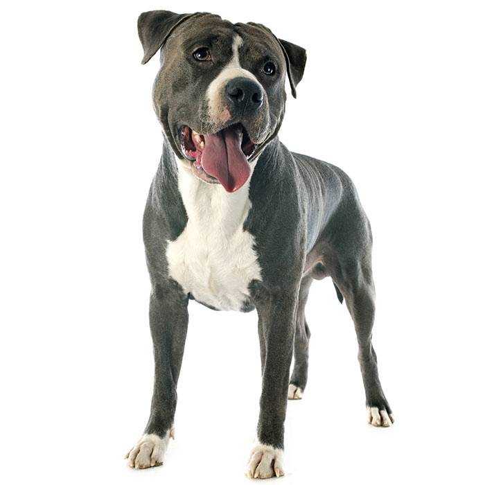 American Staffordshire Terrier: true-born hunter