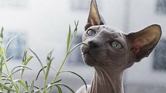 Canadian sphynx - lunar cat
