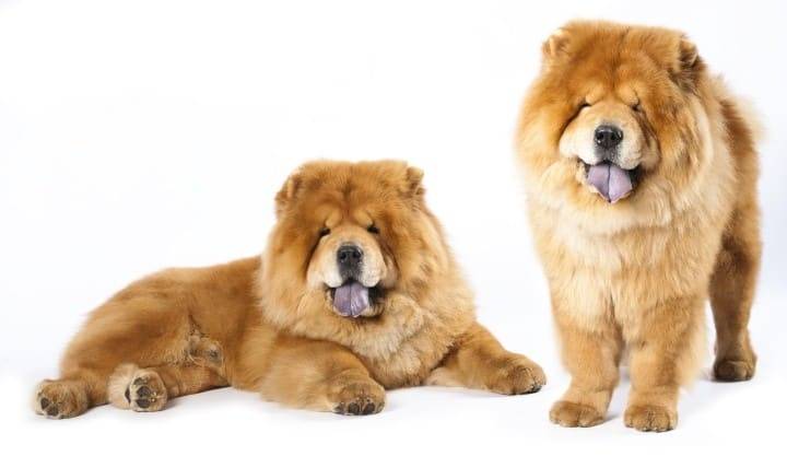 A Chow dog. Features of character