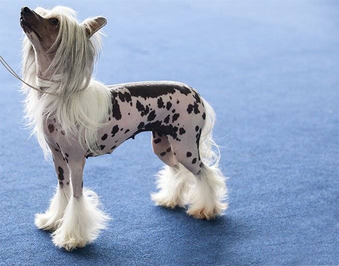 Dog breeds with unusual appearance