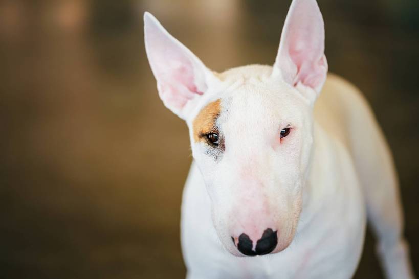 Astrological signs of dogs: Leo