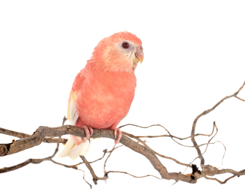 Bourke's parakeets