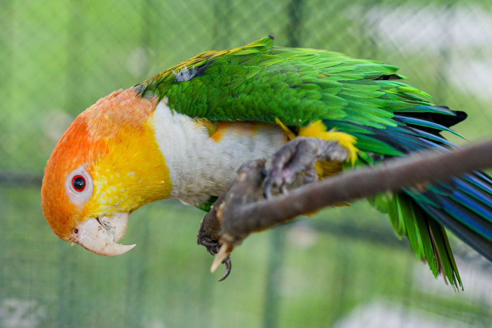 Caique parrots