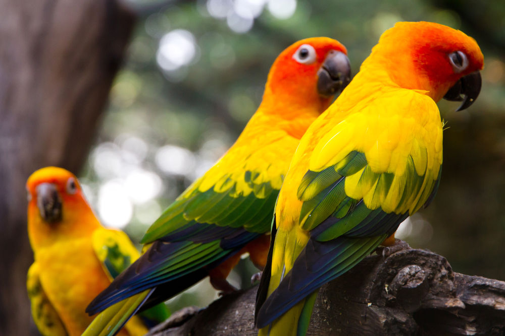 Conures