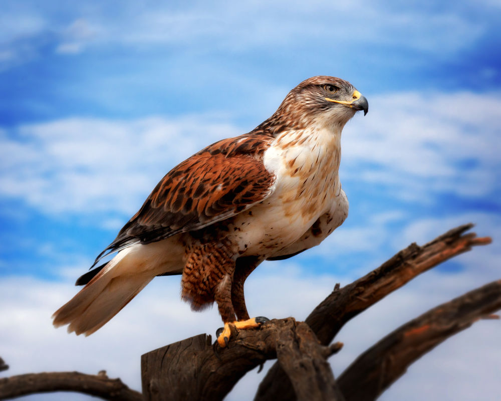 Ferruginous Hawk