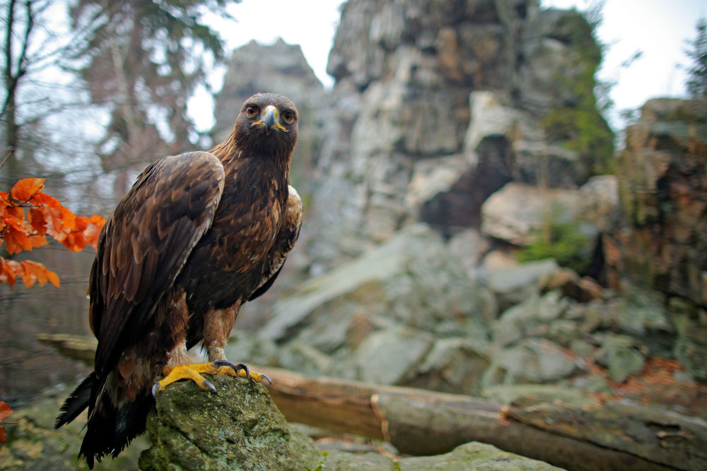 Golden Eagle