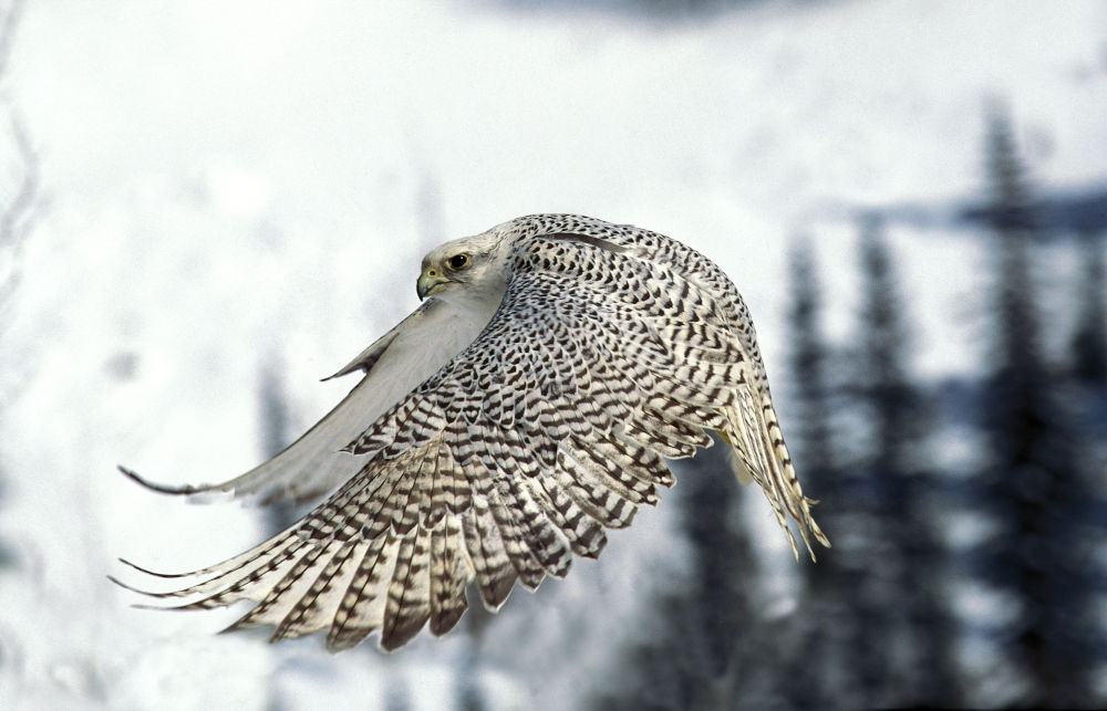 Gyrfalcon
