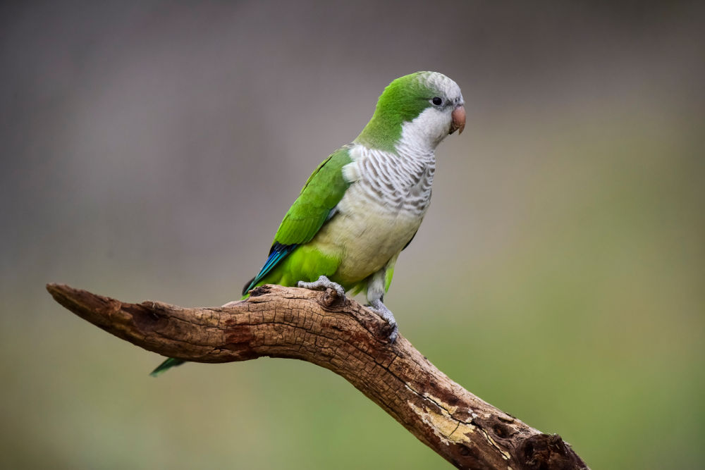 Quaker Parrots