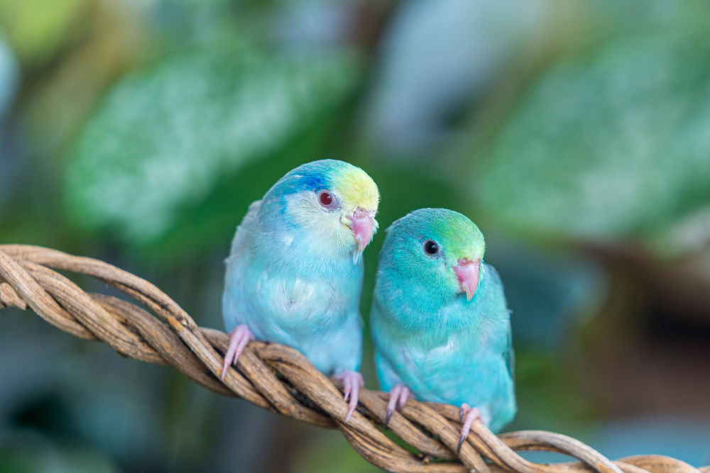 Parrotlet