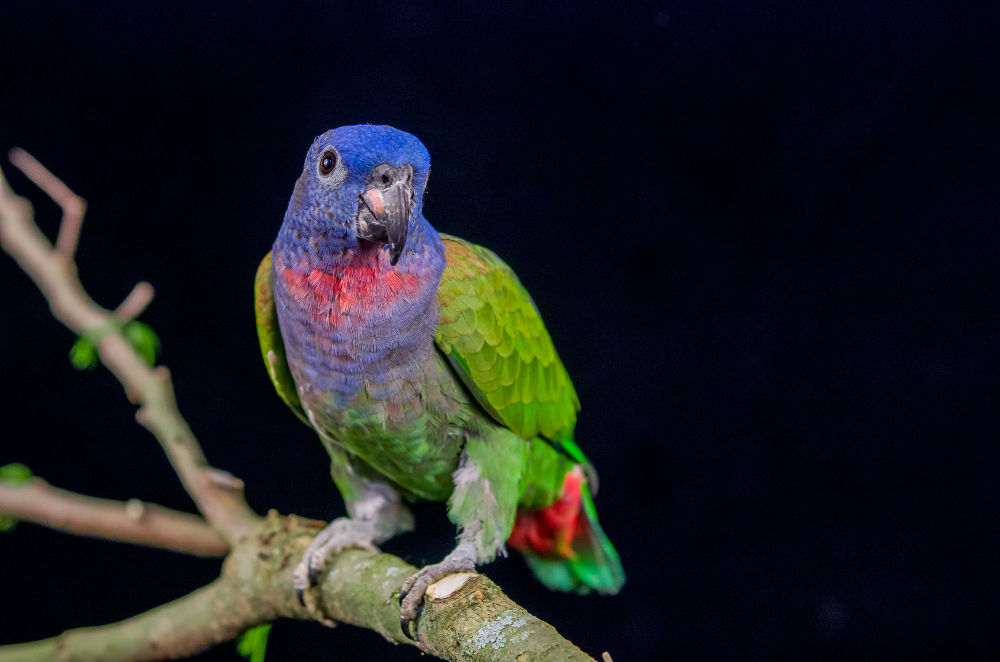 Pionus parrot