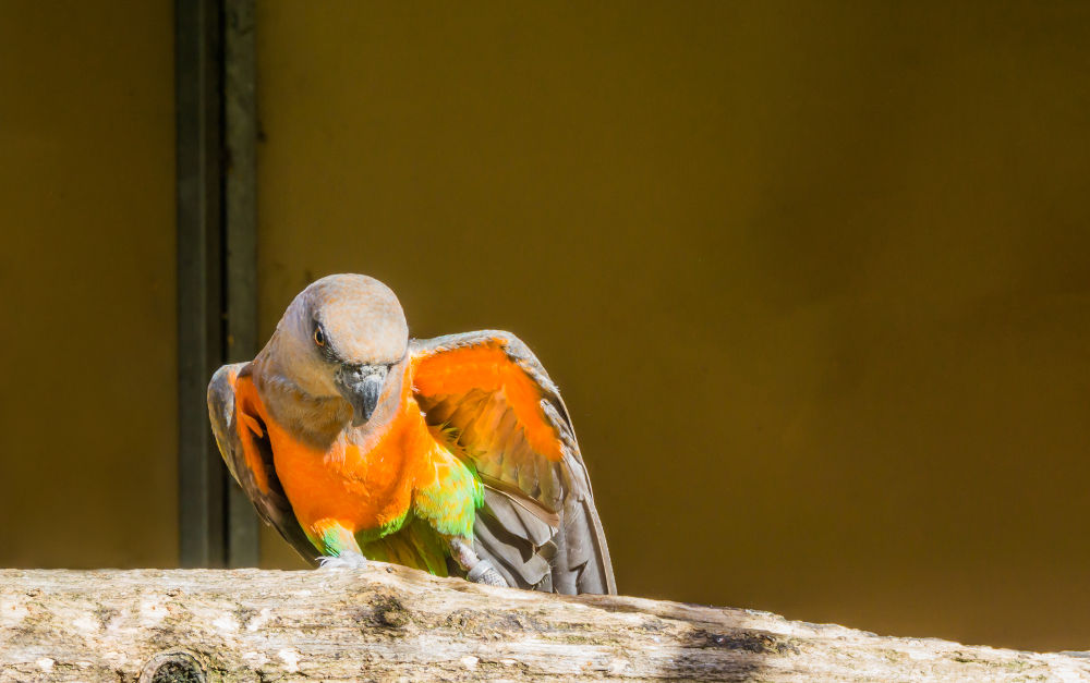 Red-bellied parrots