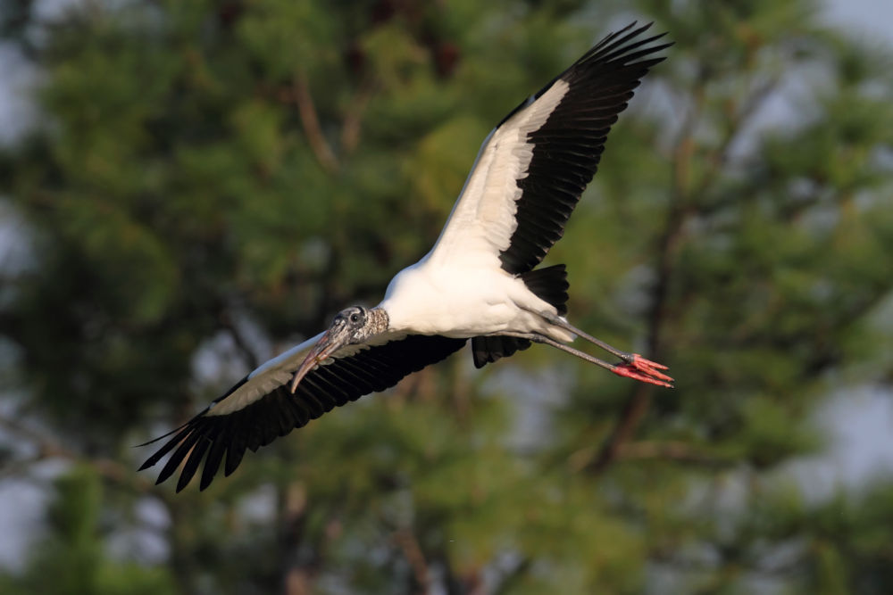 Wood Stork birds florida