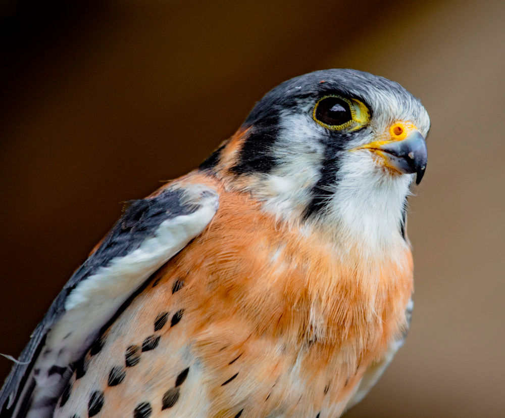 American Kestrel