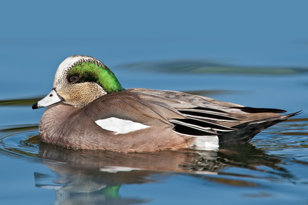 American Wigeon birds florida