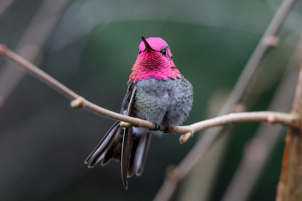 Anna’s Hummingbird