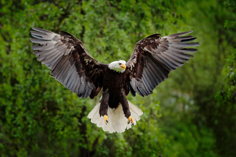 Bald Eagle