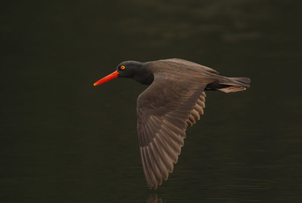 Black Oystercatcher