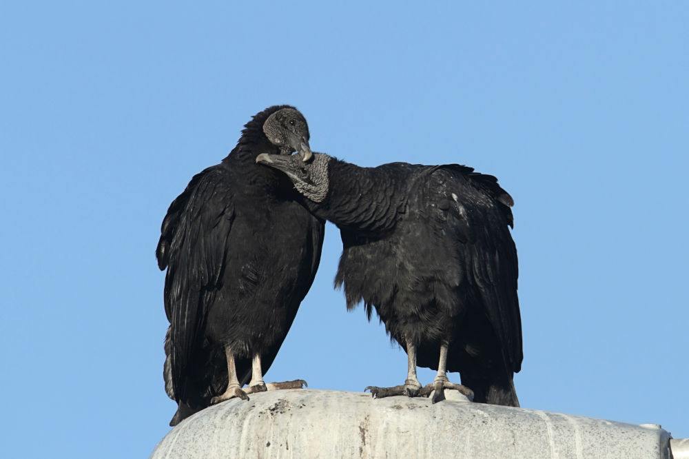 Black Vultures