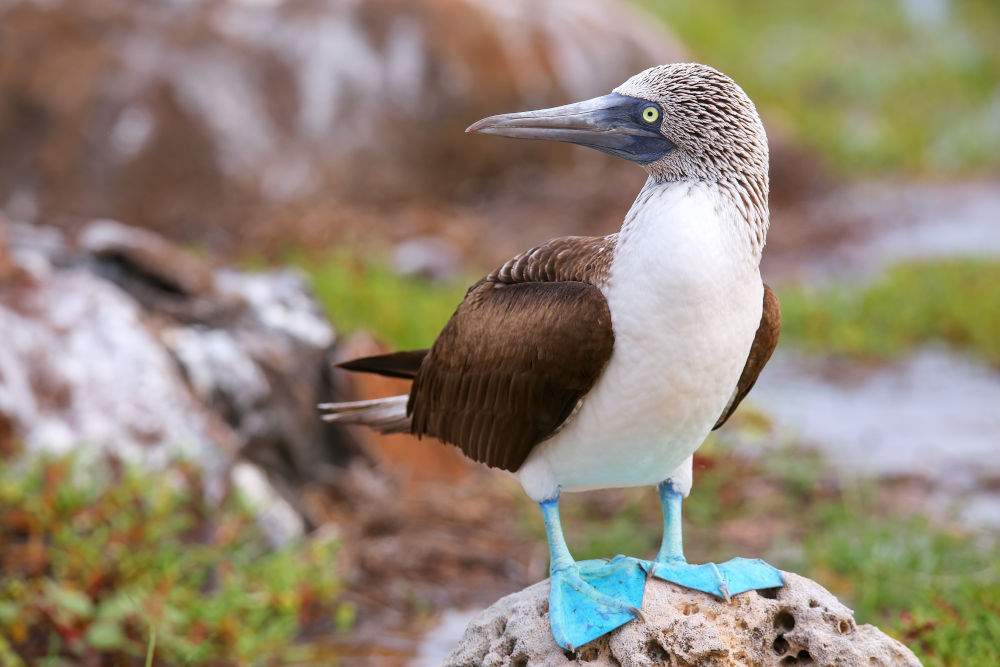 Blue Footed Bobby