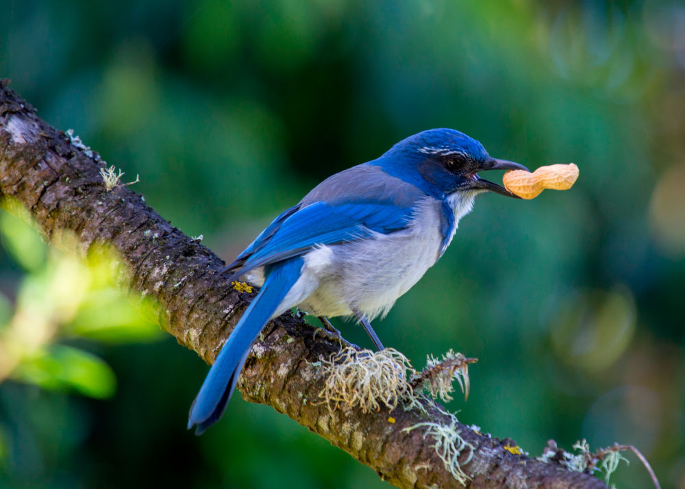 California Scrub-Jay