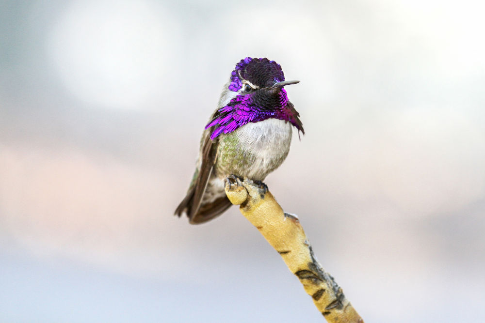 Costa’s Hummingbird