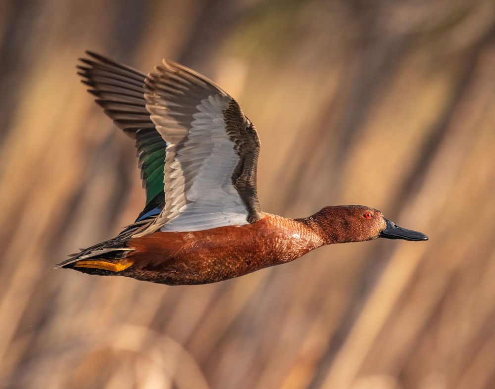 Cinnamon Teal birds florida