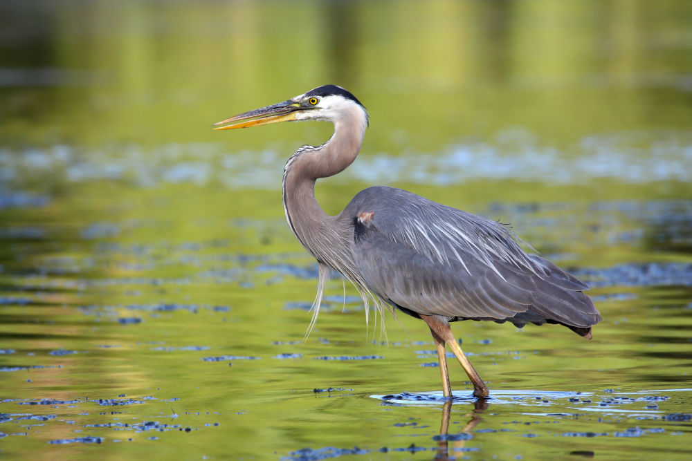 Great Blue Heron birds florida