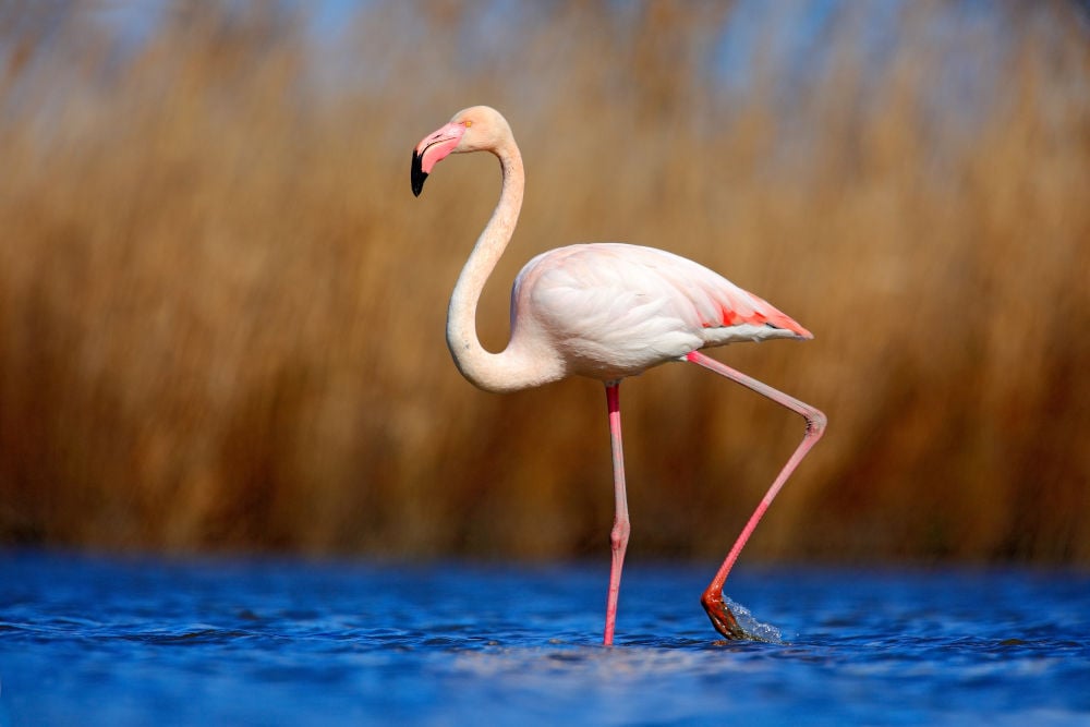 Greater Flamingo birds florida