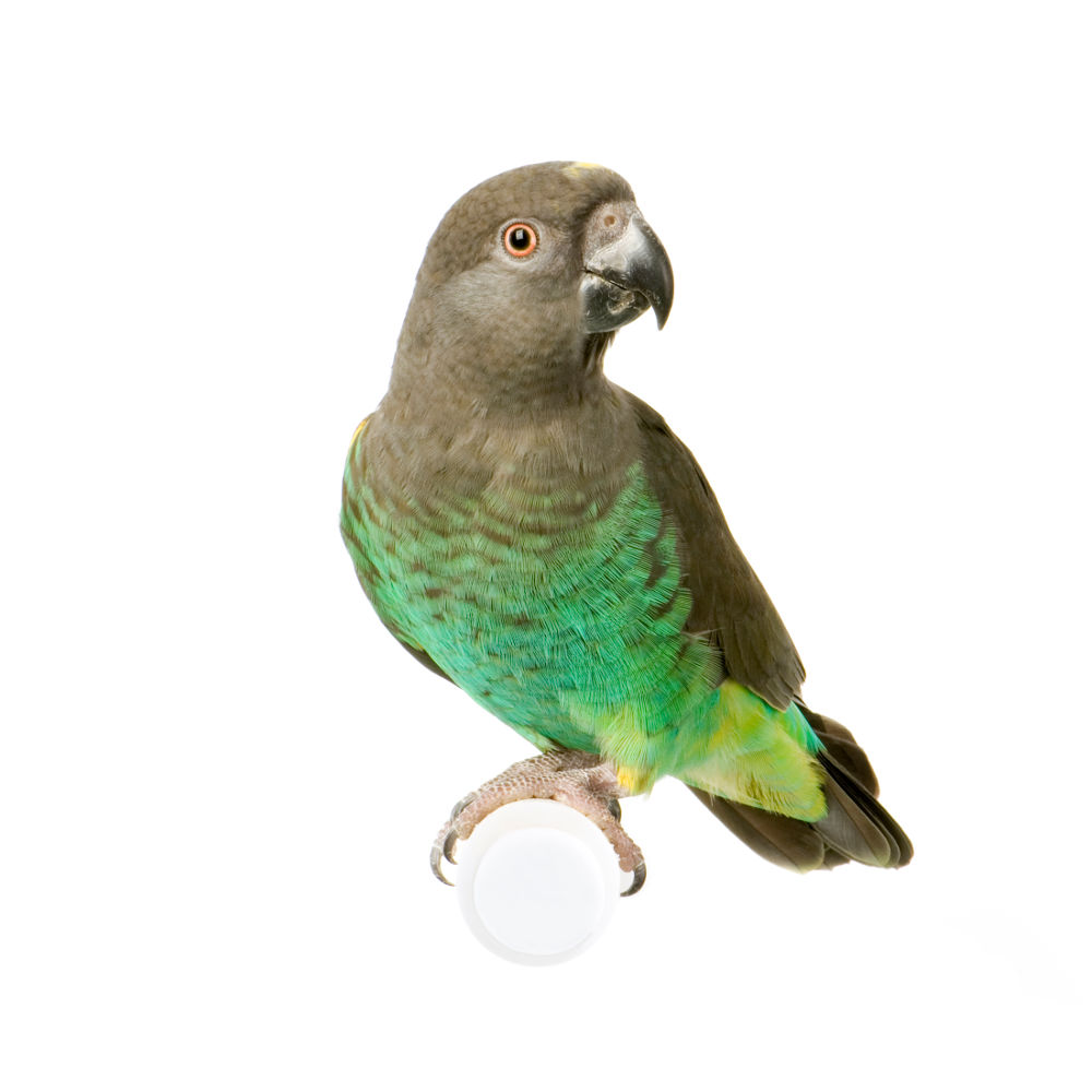 Meyer's parrot