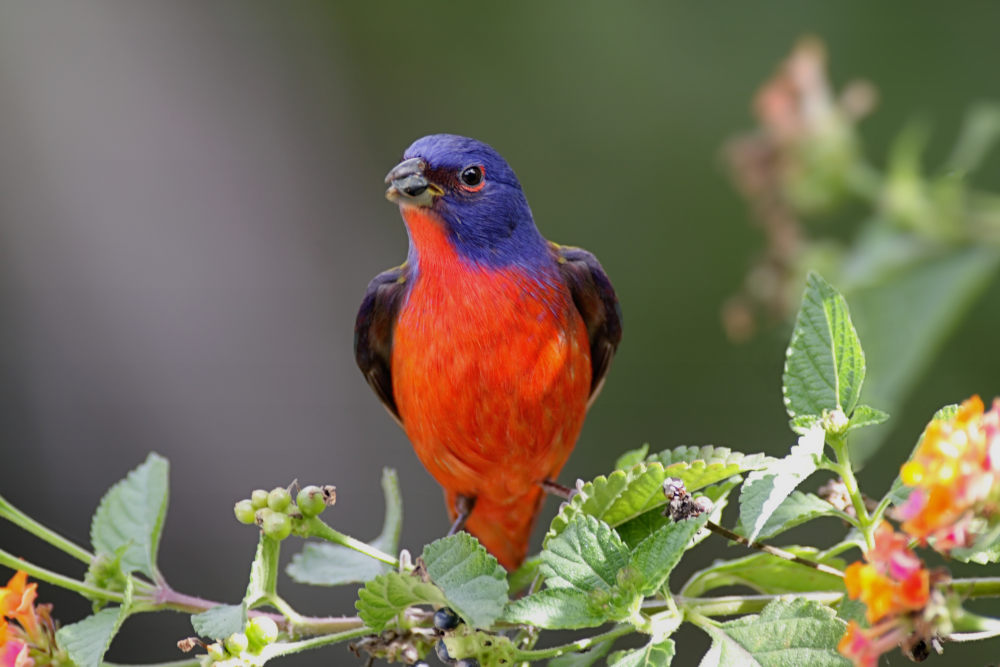 Painted Bunting birds florida