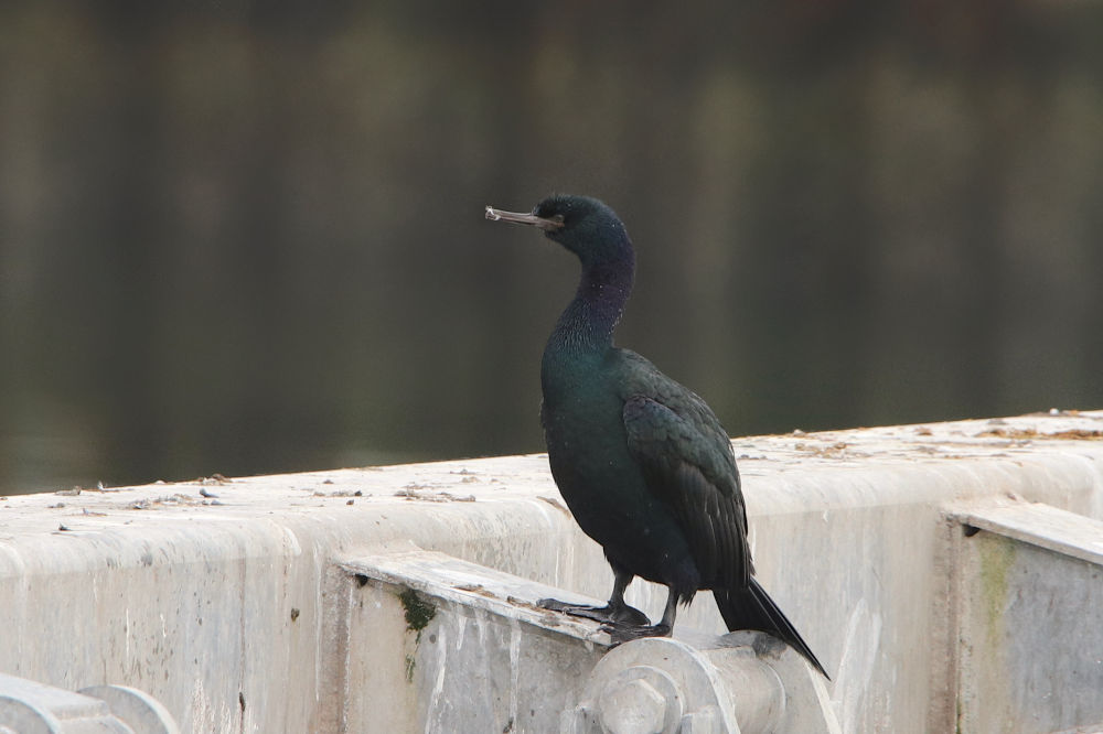 Pelagic Cormorant