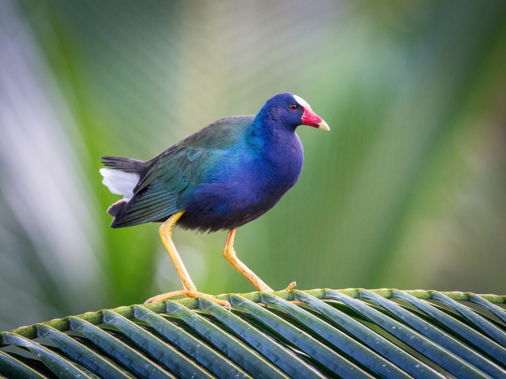 Purple Gallinule birds florida