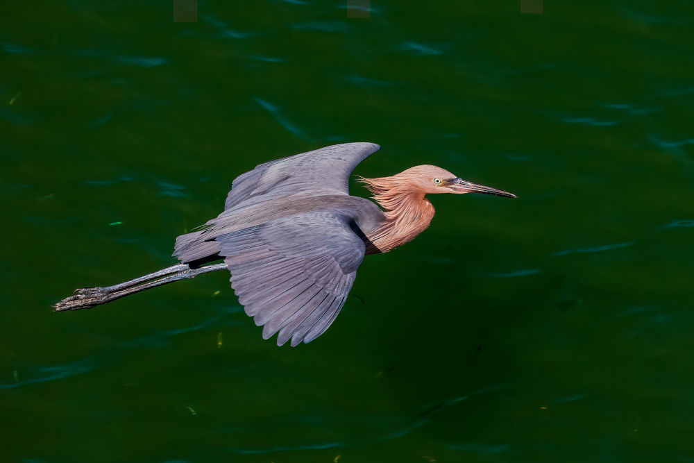 Reddish Egret birds florida