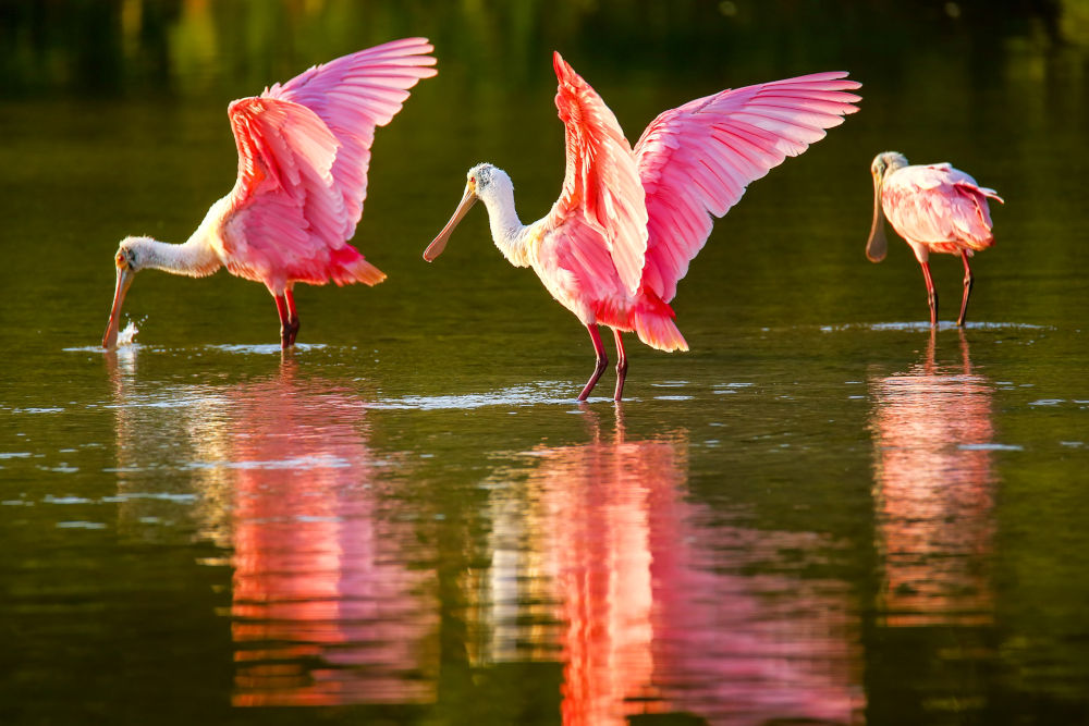 Roseate Spoonbill birds florida