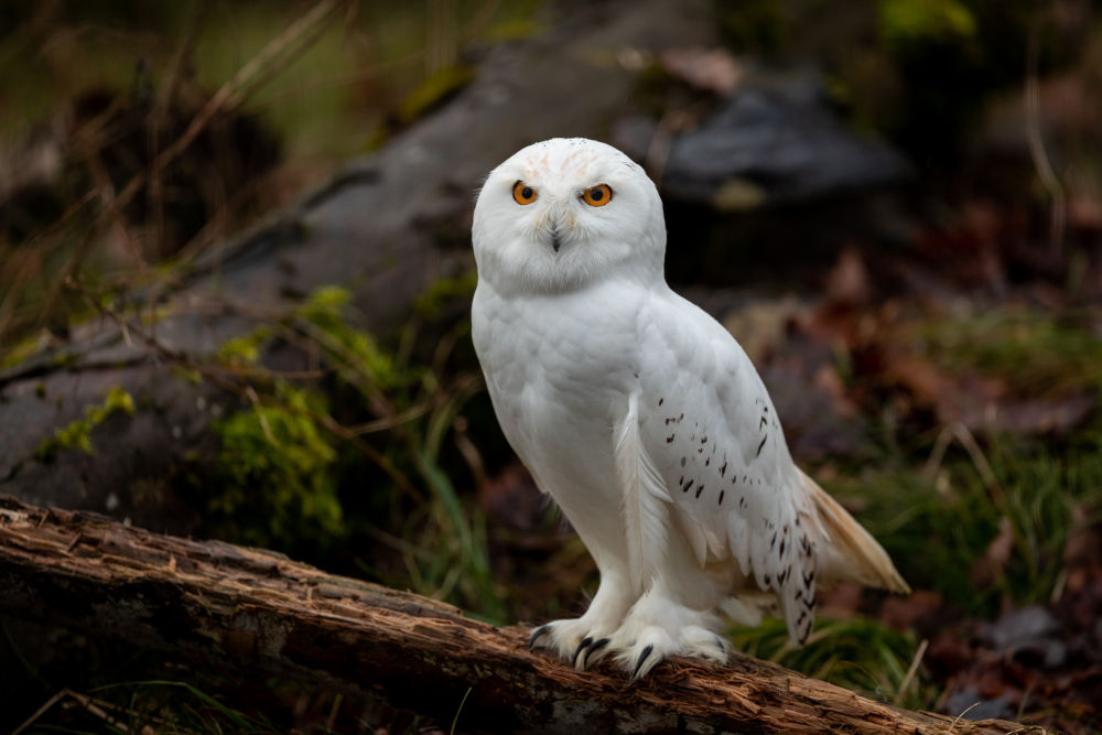 Snowy Owl