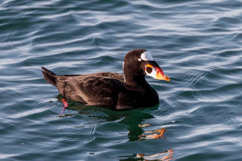 Surf Scoter