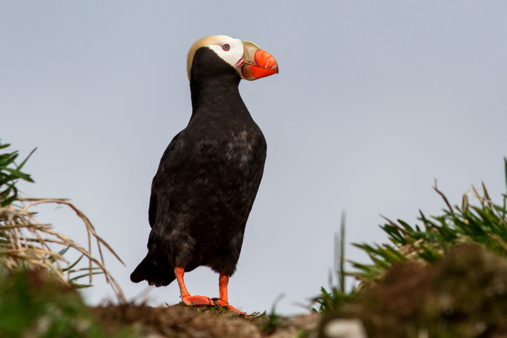 Tufted Puffin