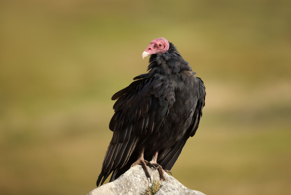 Turkey Vulture