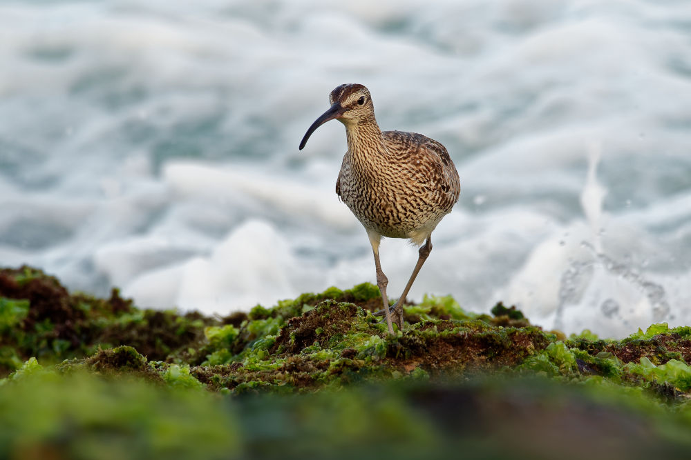 Whimbrel