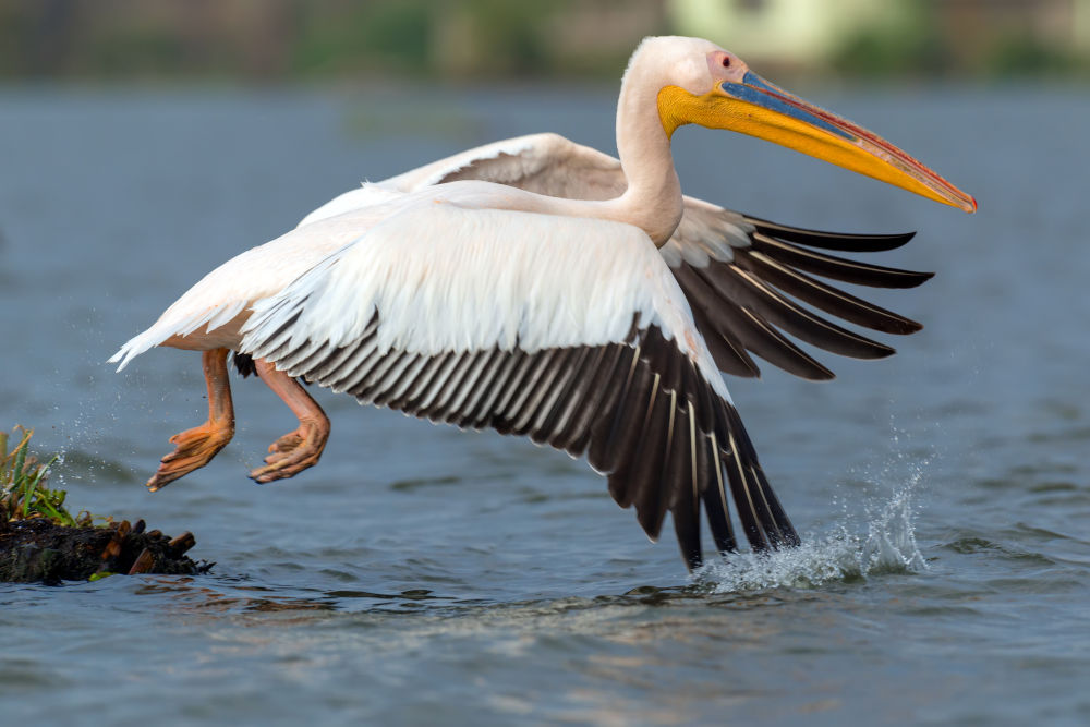 White Pelican